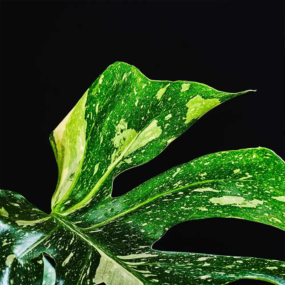 Flora K Flora