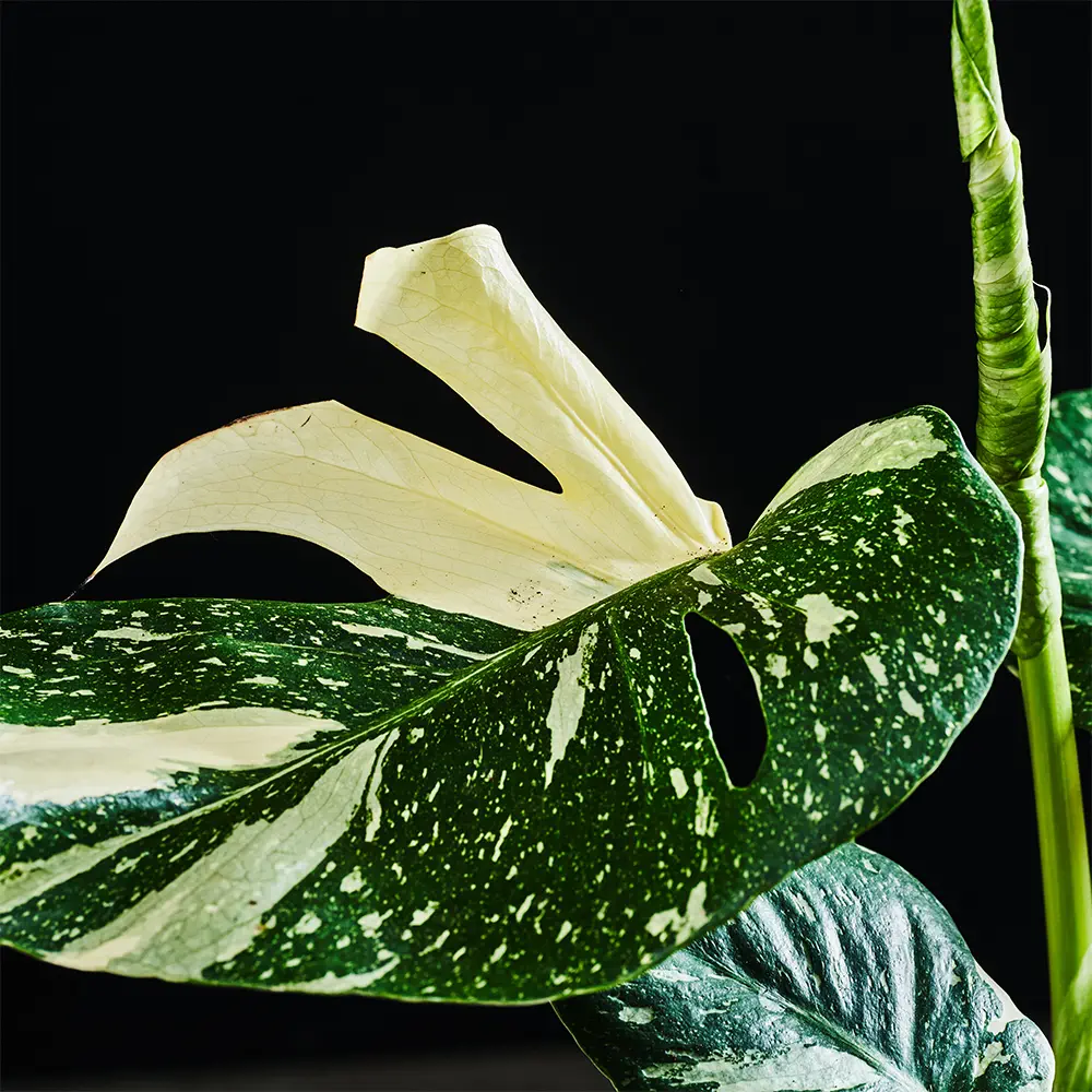 Flora K Flora