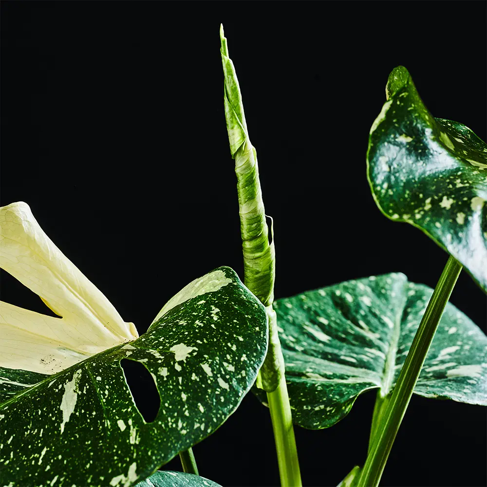 Flora K Flora