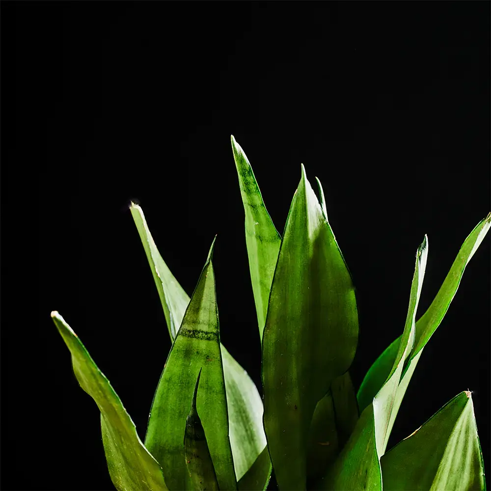 Flora K Flora