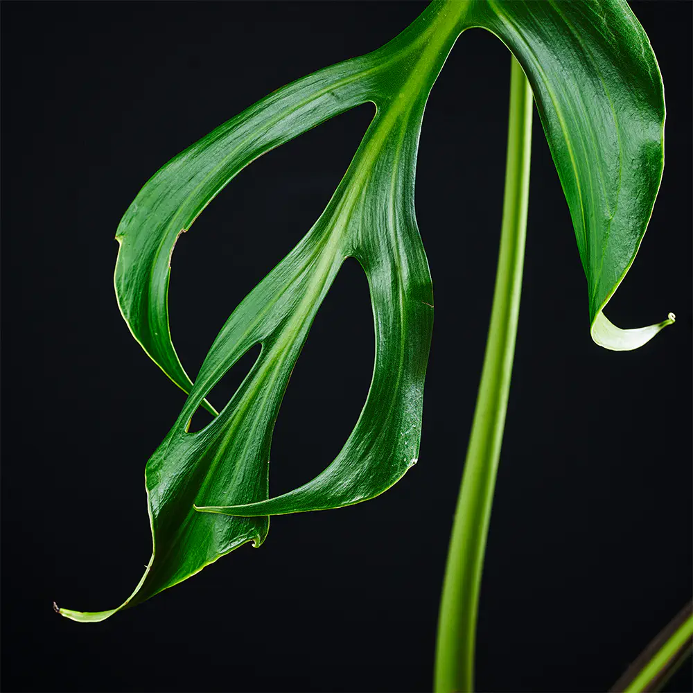 FP221k_0005_FP22 5 Fp K Fp