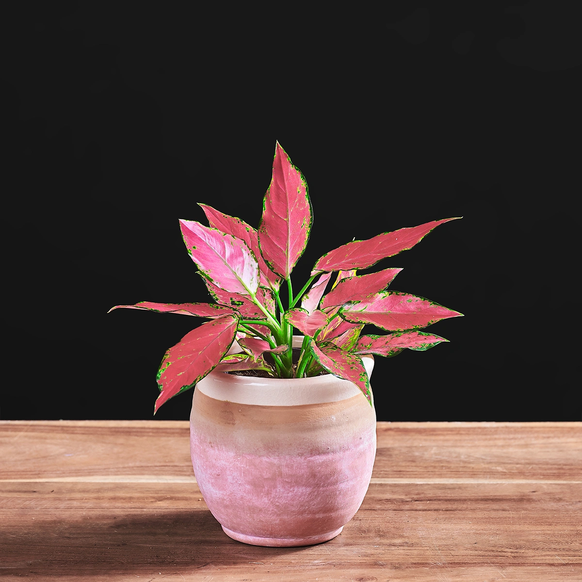 aglaonema-cherry-baby-1772788134405 Image