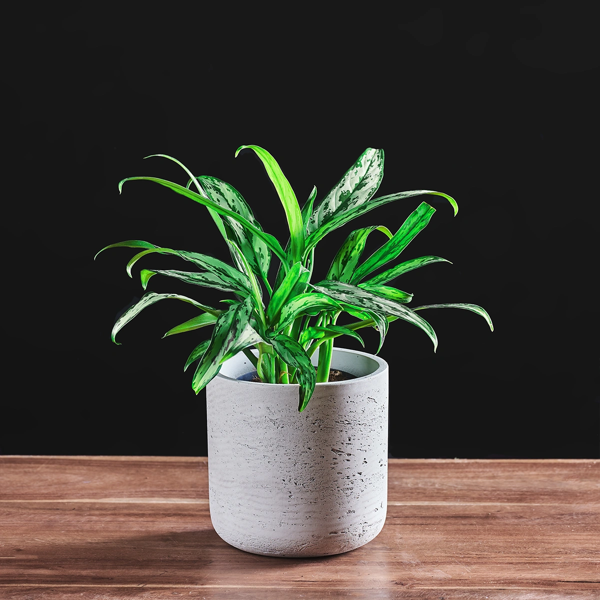 aglaonema-cutlass-8717746308209-1-1772794101739 Image