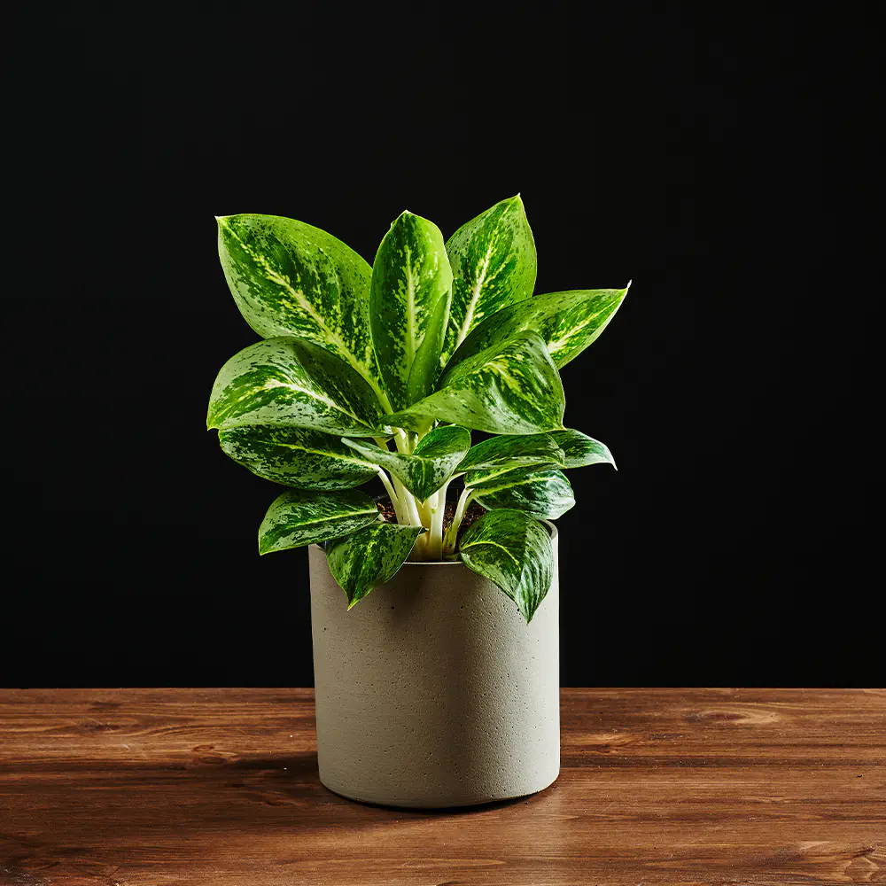 Aglaonema 'Lemon Mint' - 40 cm Ø12 cm