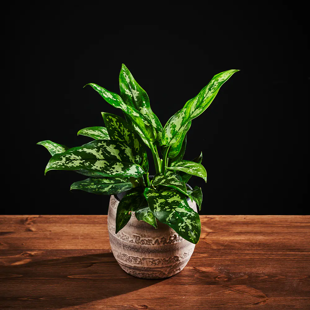 Aglaonema 'Maria' Aglaonema 'Maria'
