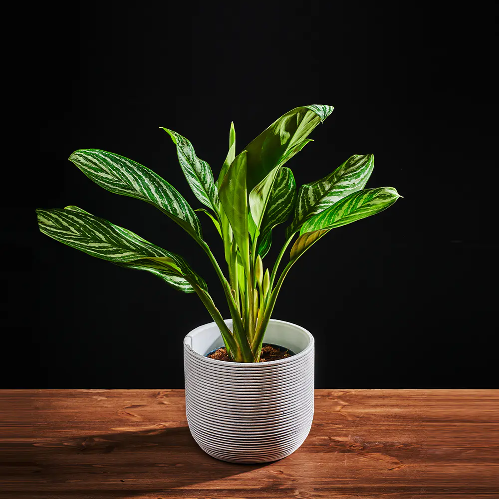 Aglaonema 'Stripes'