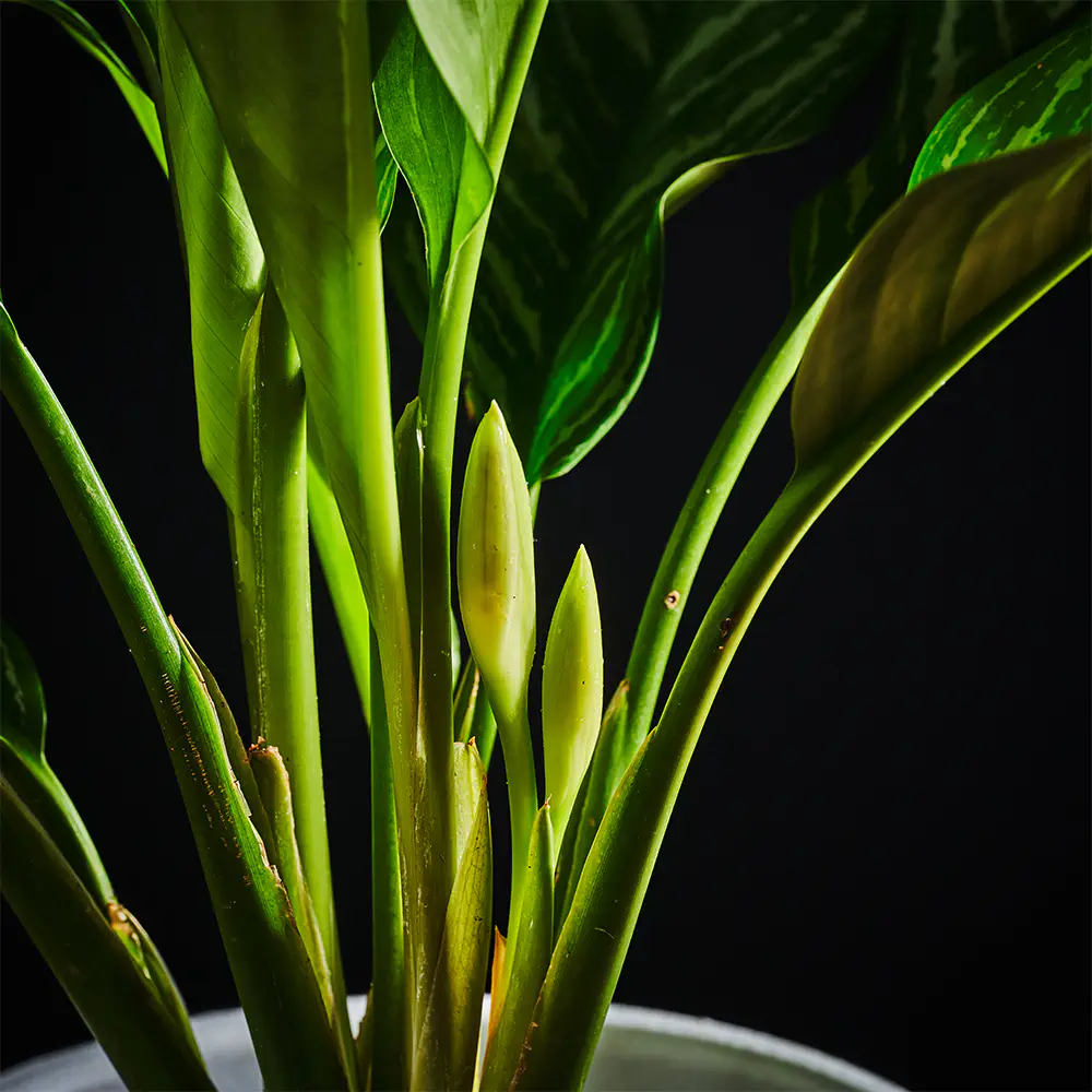 Aglaonema 'Stripes'