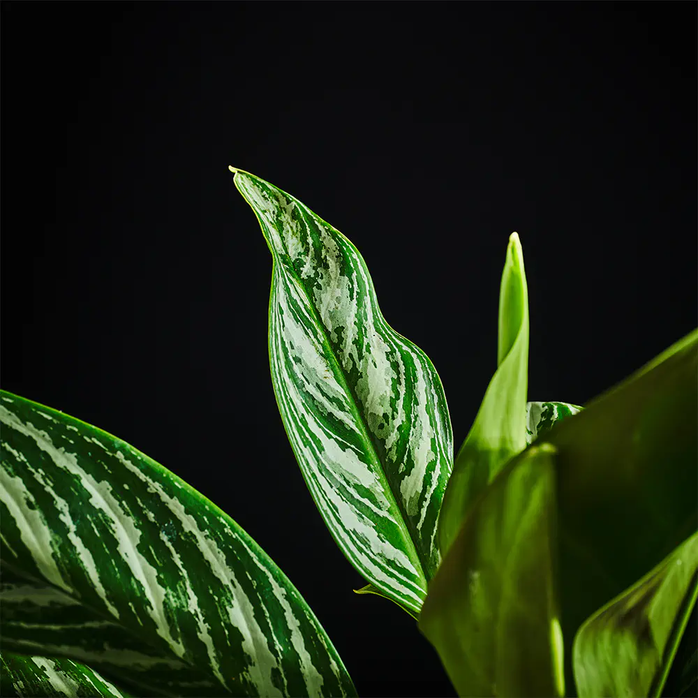 Aglaonema 'Stripes'