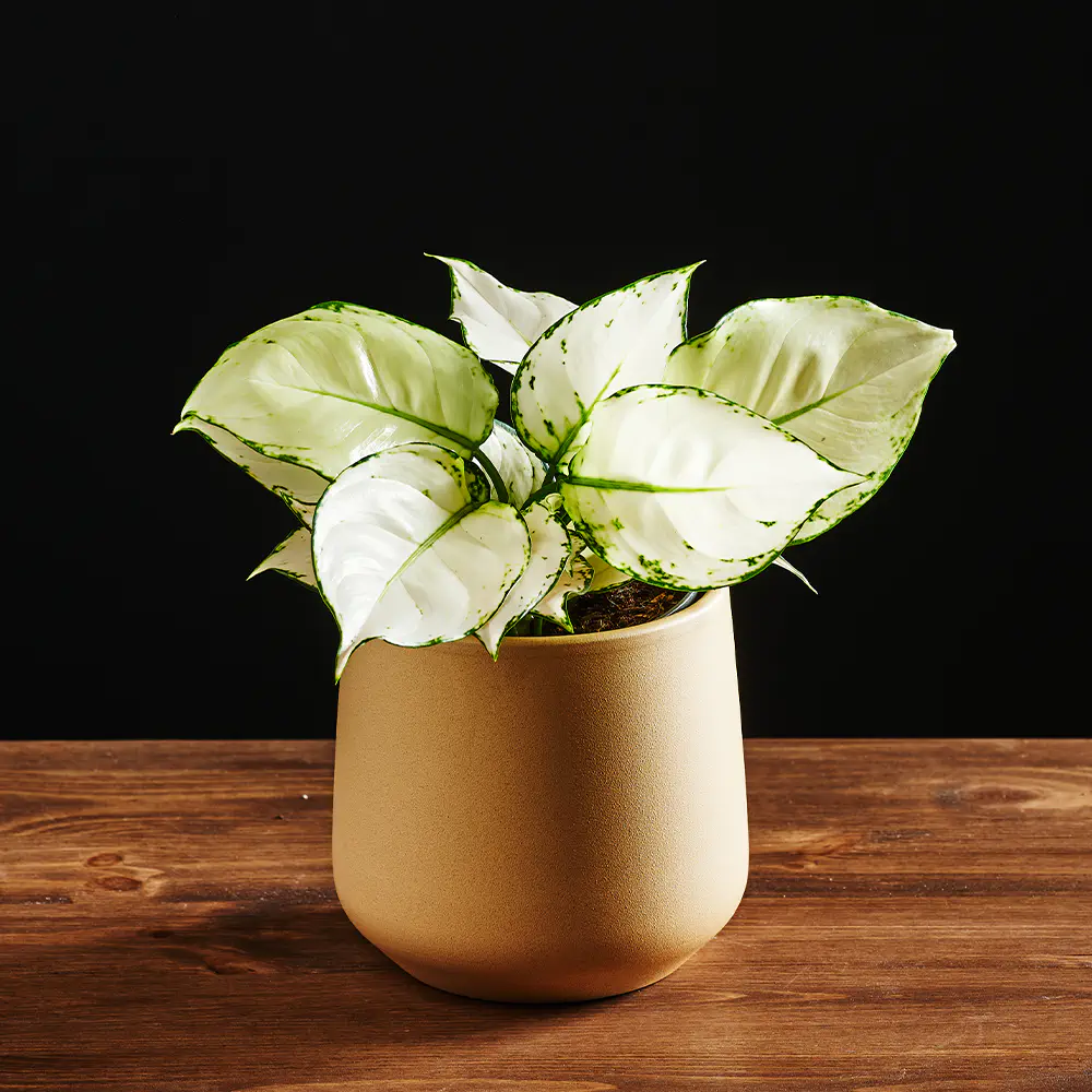 Aglaonema 'White Joy' Aglaonema 'White Joy'