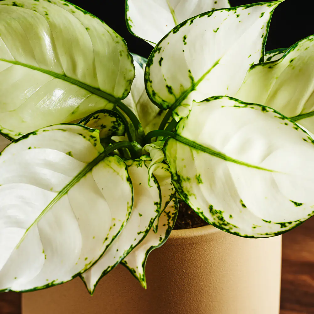 Aglaonema 'White Joy'
