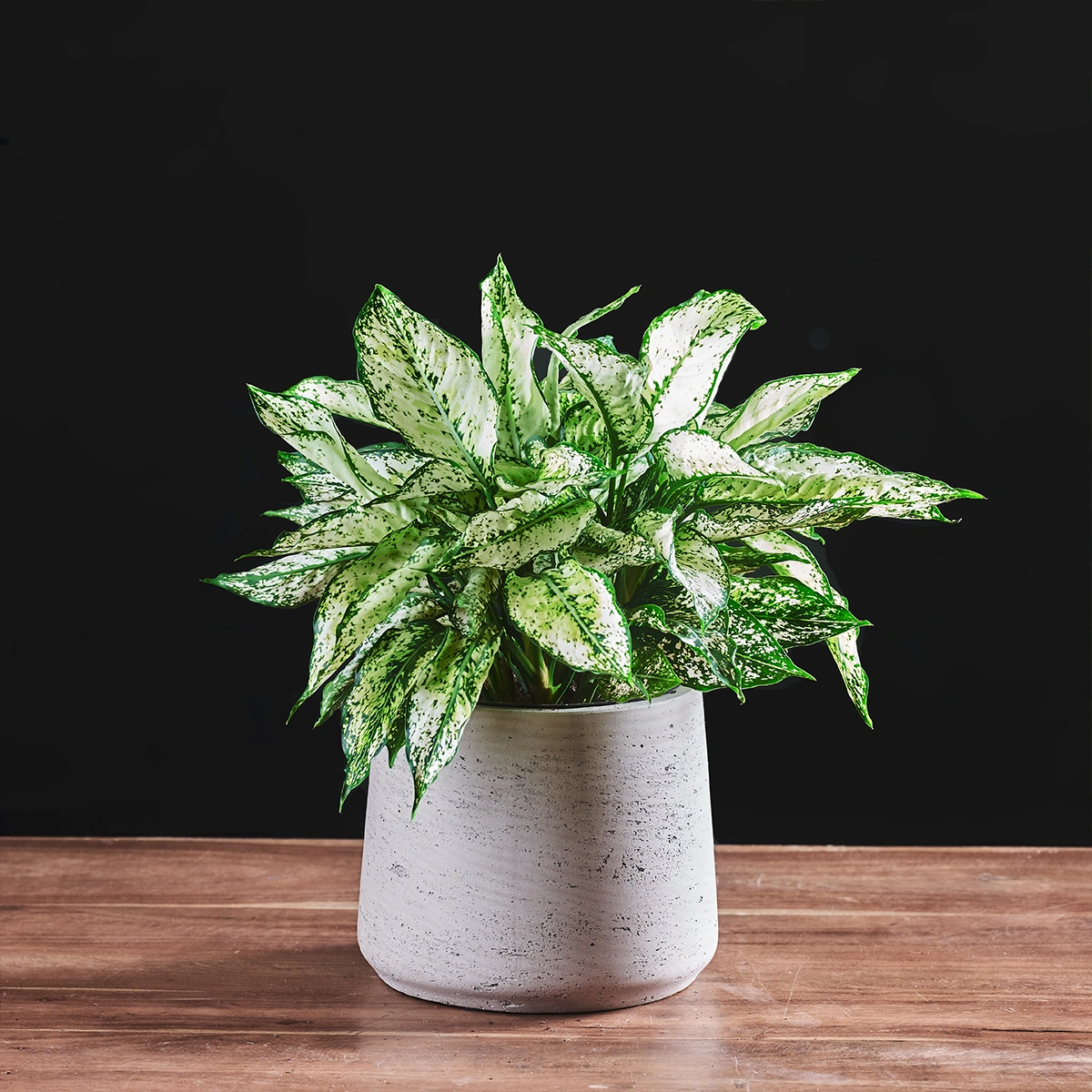 aglaonema-white-kiwi-8717432366742243-1-1772794988145 Image