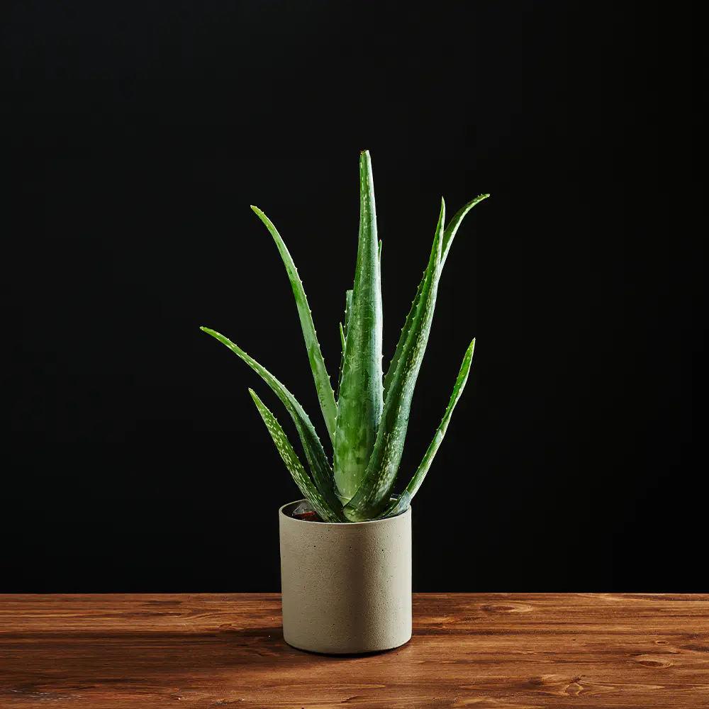Aloe vera - Aloes zwyczajny - 25 cm Ø10