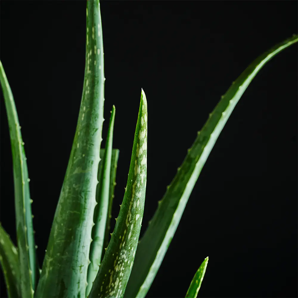 Aloe vera - Aloes zwyczajny - 25 cm Ø10