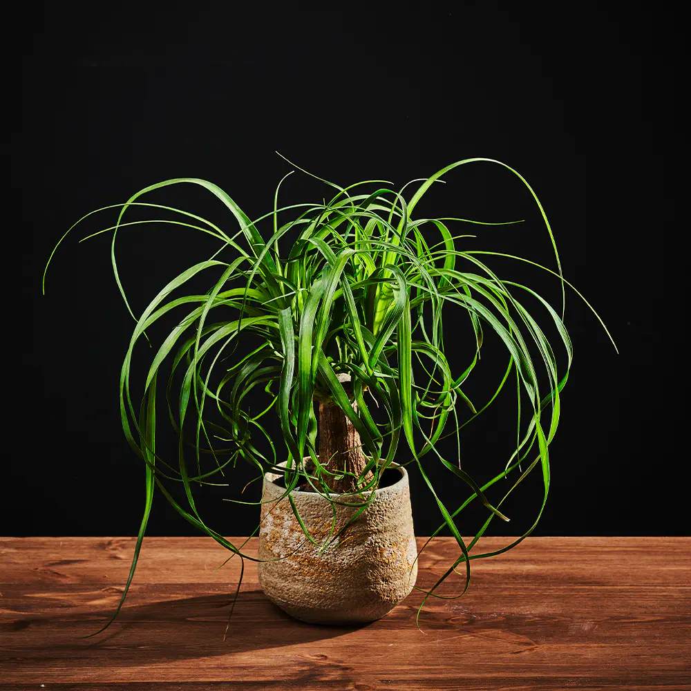 Beaucarnea recurvata - Nolina wygięta - Noga słonia