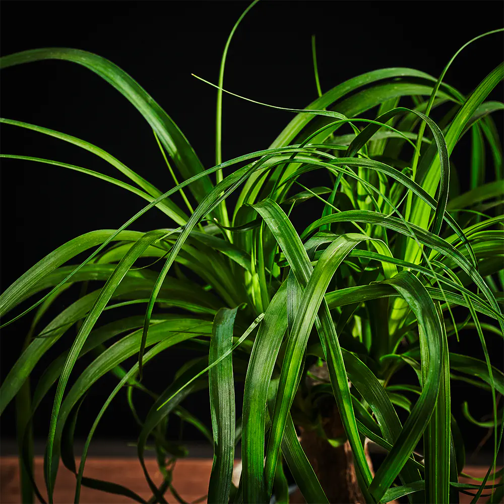 Beaucarnea recurvata - Nolina wygięta - Noga słonia