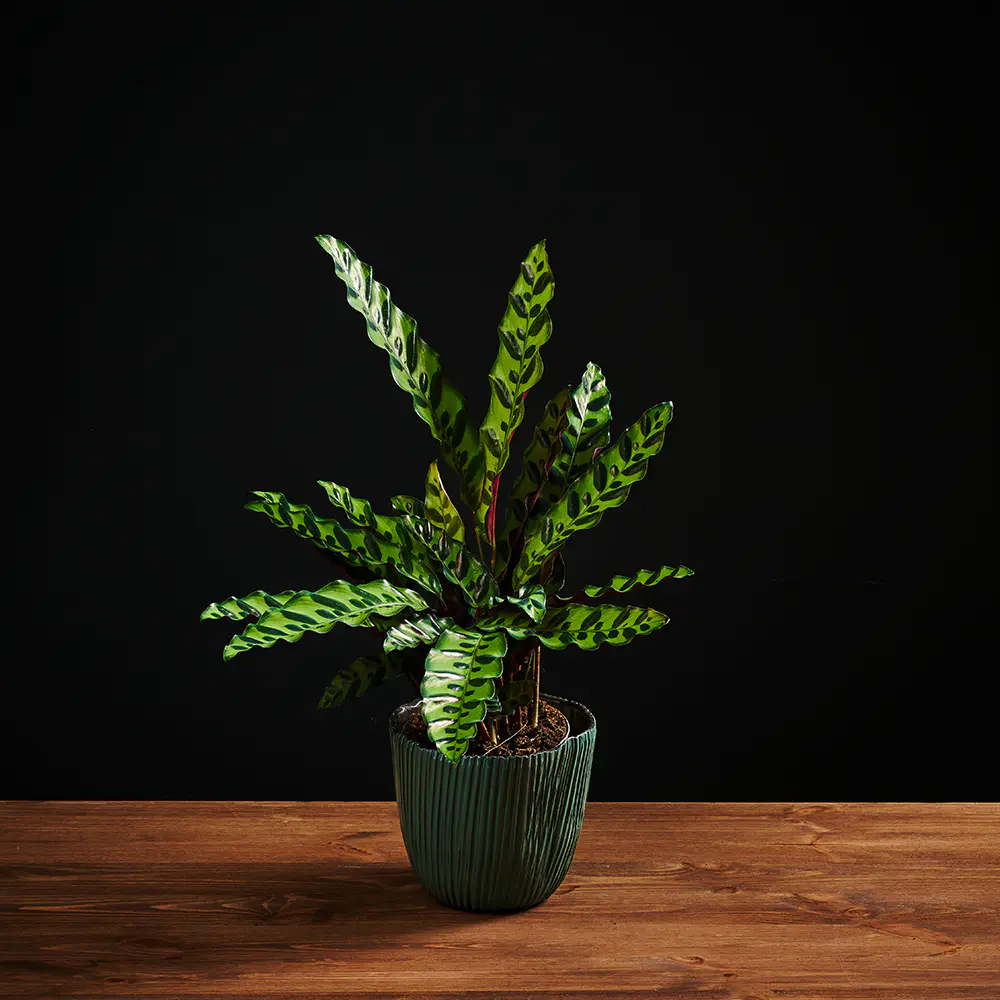 Calathea Lancifolia 'Leopardina' - Kalatea Ostrzeszyn - Goeppertia