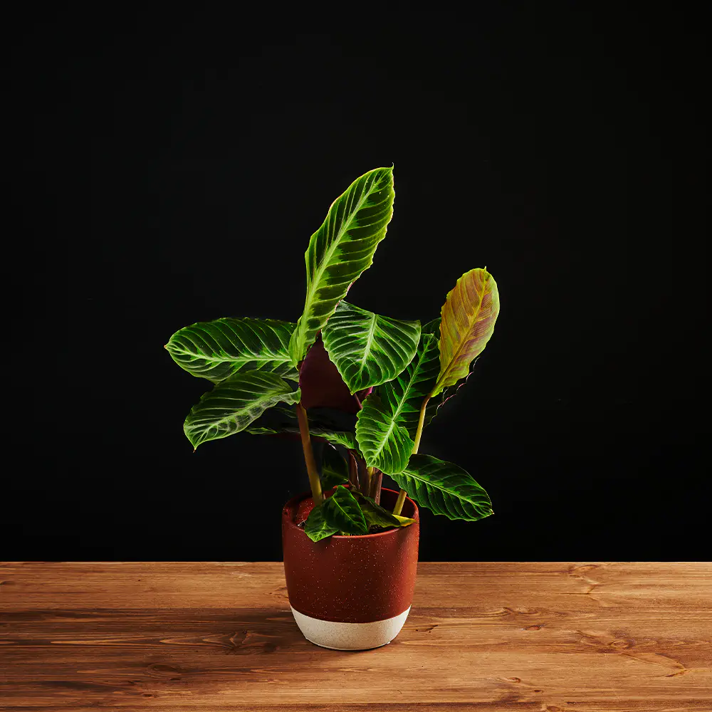 Calathea Warscewiczii - Kalatea - Goeppertia