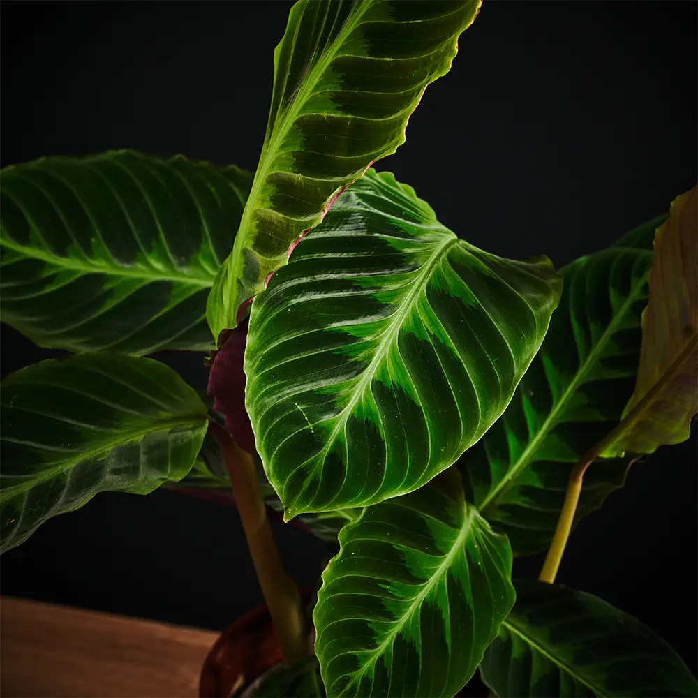 Calathea Warscewiczii - Kalatea - Goeppertia Calathea Warscewiczii - Kalatea - Goeppertia