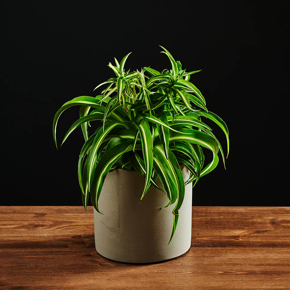 Chlorophytum comosum 'Green Bonnie' - Zielistka