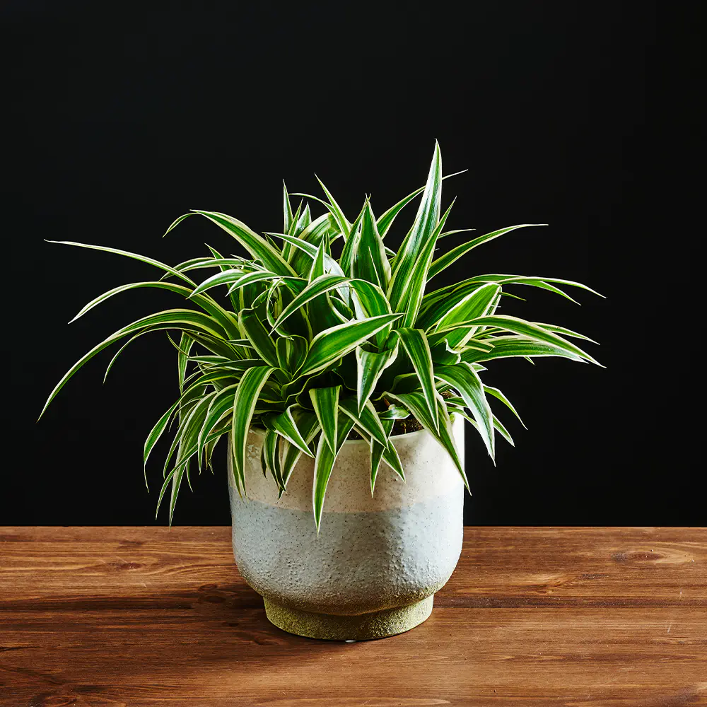 Chlorophytum comosum 'Ocean' - Zielistka