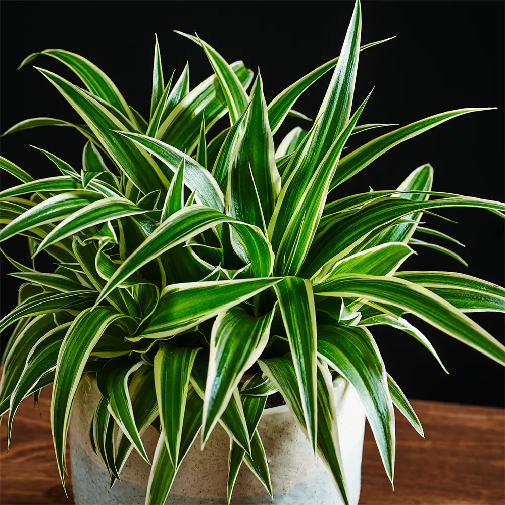Chlorophytum comosum 'Ocean' - Zielistka