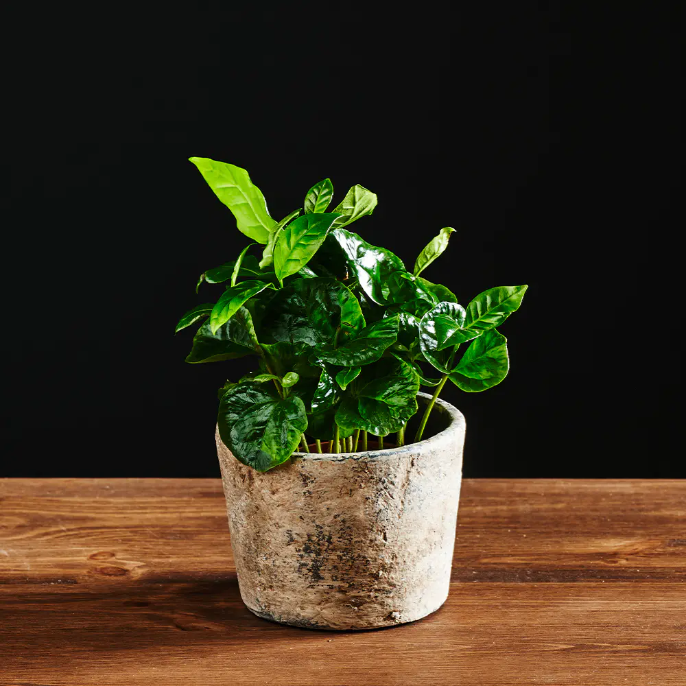 Coffea arabica – kawa - 15 cm Ø7 cm