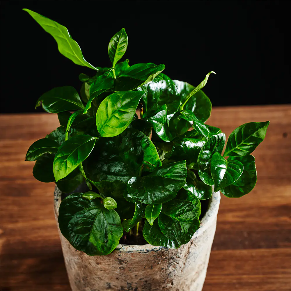 Coffea arabica – kawa - 15 cm Ø7 cm