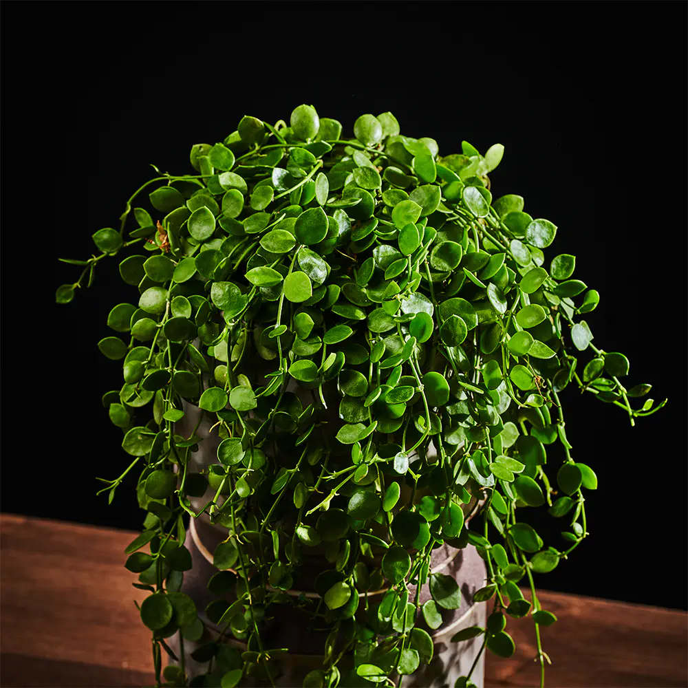 Dischidia nummularia