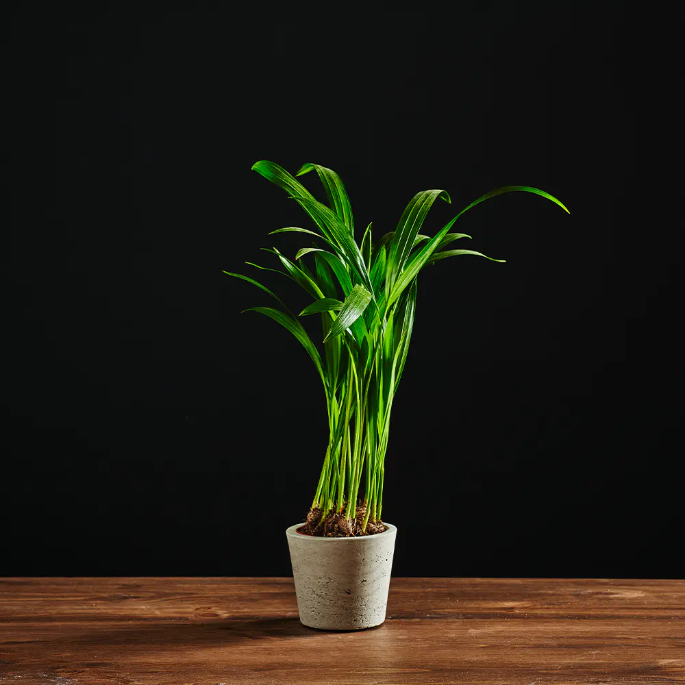 Dypsis Lutescens Chrysalidoca - Palma Areca - Palma Areka złocista - 30 cm Ø7 cm