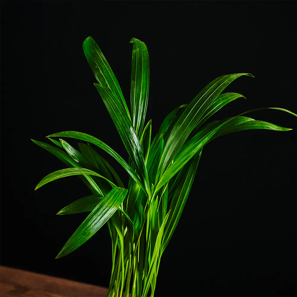 Dypsis Lutescens Chrysalidoca - Palma Areca - Palma Areka złocista - 30 cm Ø7 cm