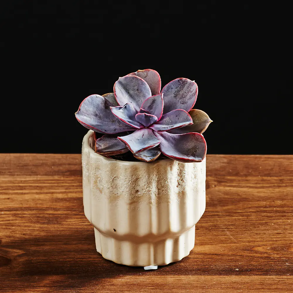 ECHEVERIA 'PERLE VON NURNBERG'