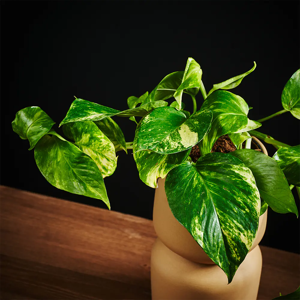 Epipremnum pinnatum 'Hicolor' - Scindapsus