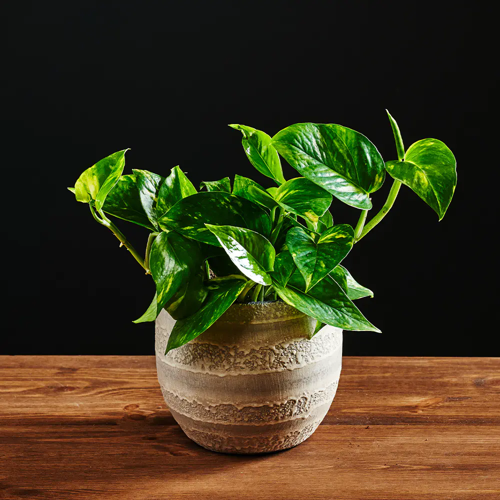 Epipremnum pinnatum 'Marble Green' - Scindapsus