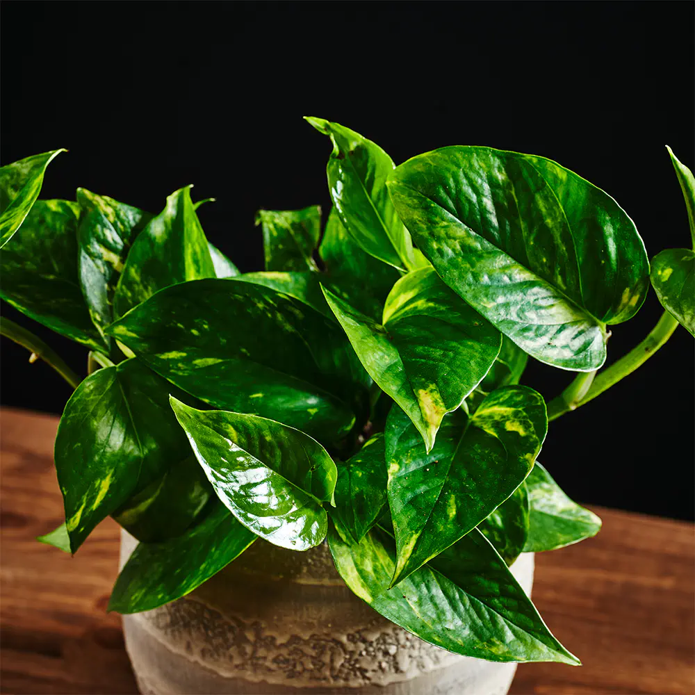 Epipremnum pinnatum 'Marble Green' - Scindapsus