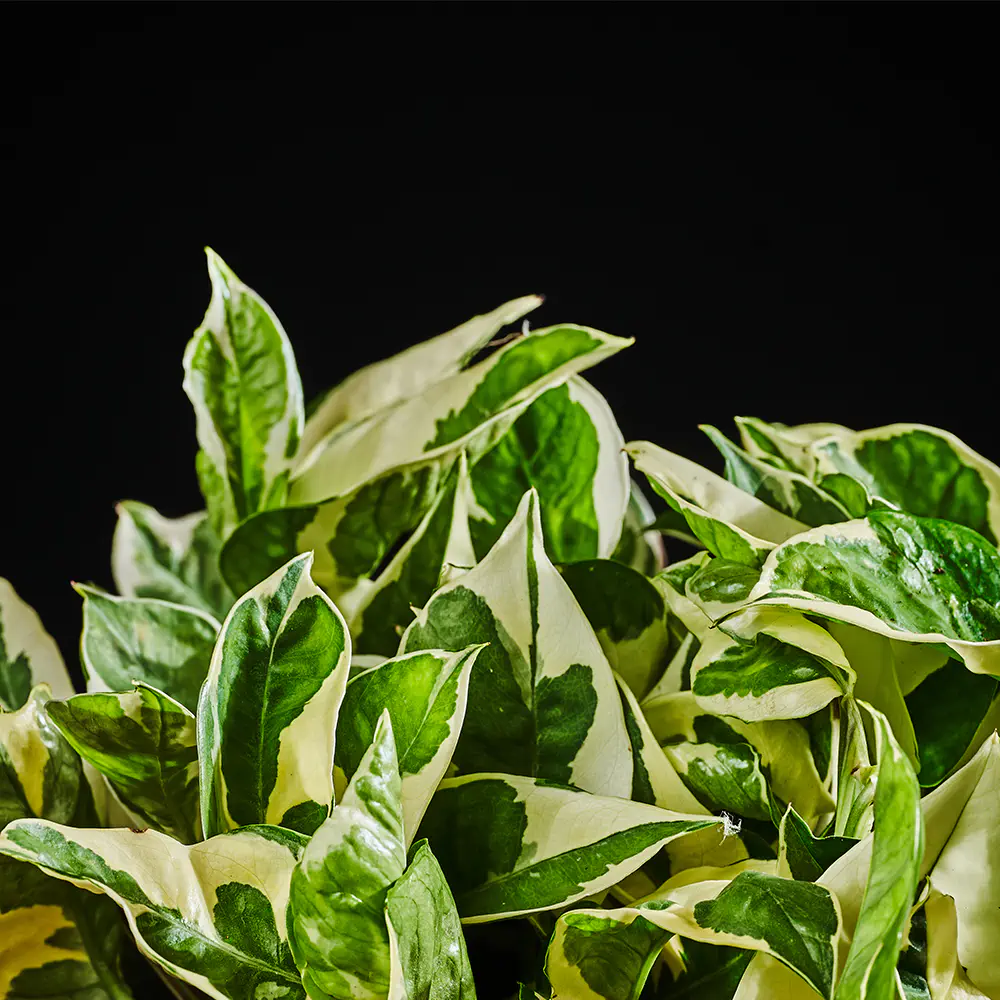 Epipremnum pinnatum 'N'joy' - 30 cm Ø17 cm