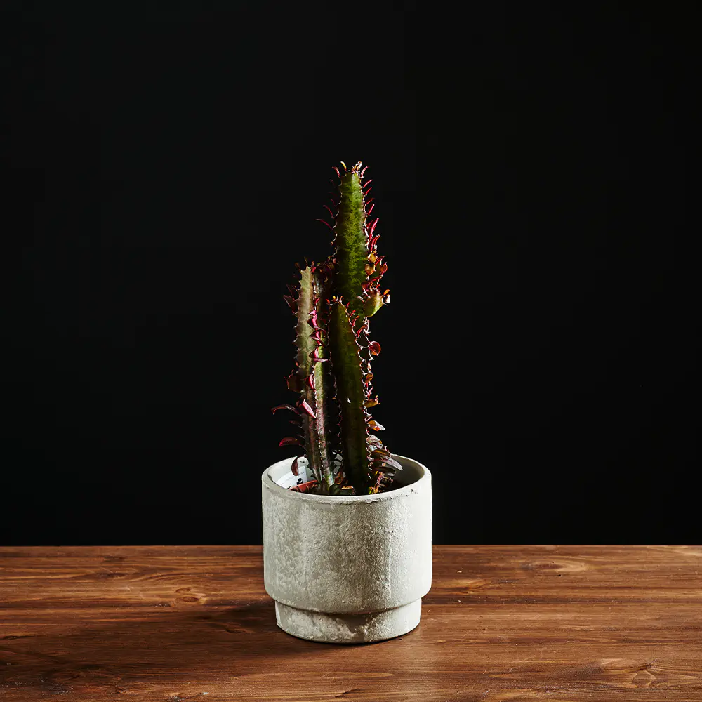 Euphorbia trigona 'Rubra' - Euforbia - Wilczomlecz - 30 cm Ø12 cm