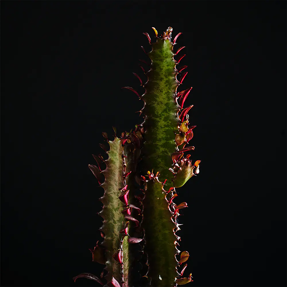 Euphorbia trigona 'Rubra' - Euforbia - Wilczomlecz - 30 cm Ø12 cm