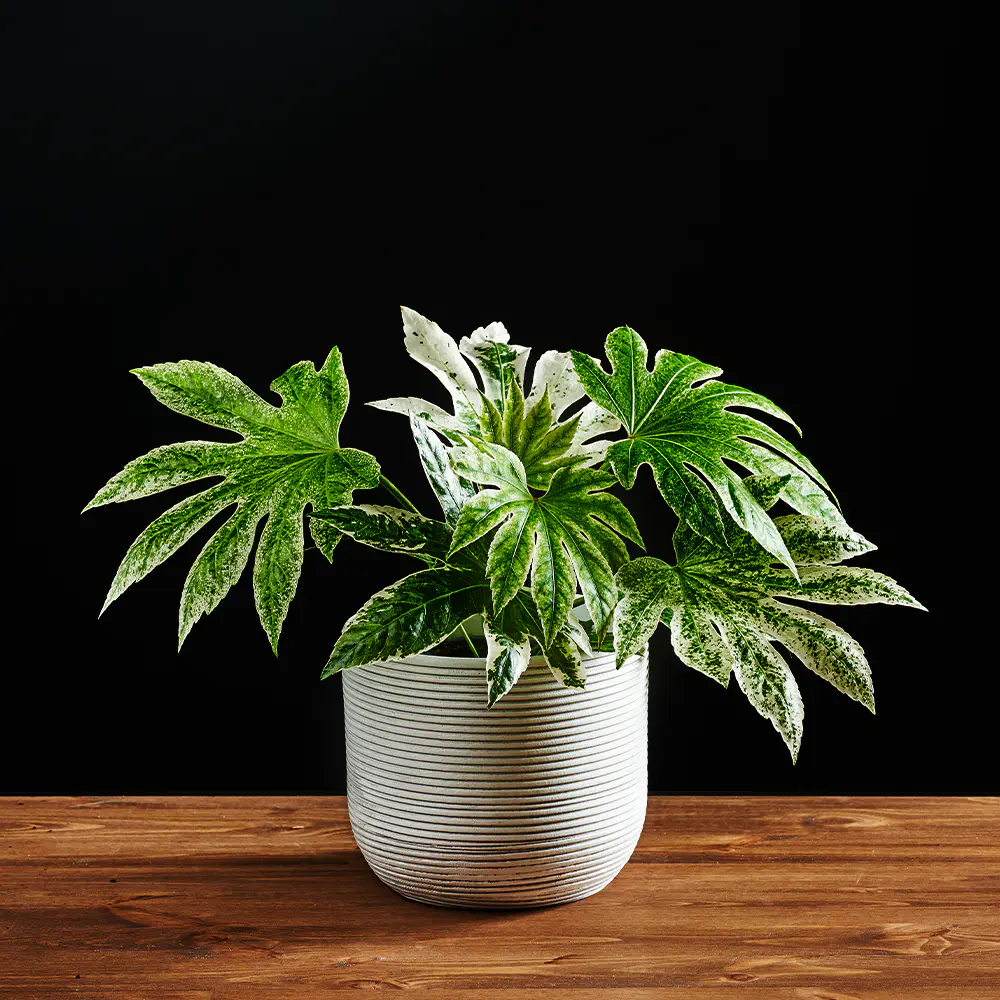 Fatsia japonica - Fatsja japońska Variegata 45 cm Ø17 cm