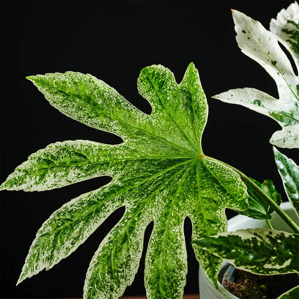 Fatsia japonica - Fatsja japońska Variegata 45 cm Ø17 cm
