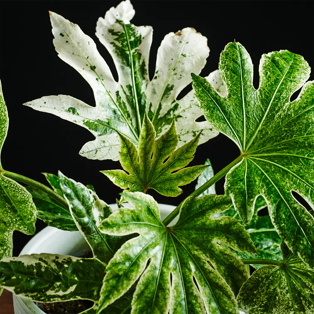 Fatsia japonica - Fatsja japońska Variegata 45 cm Ø17 cm