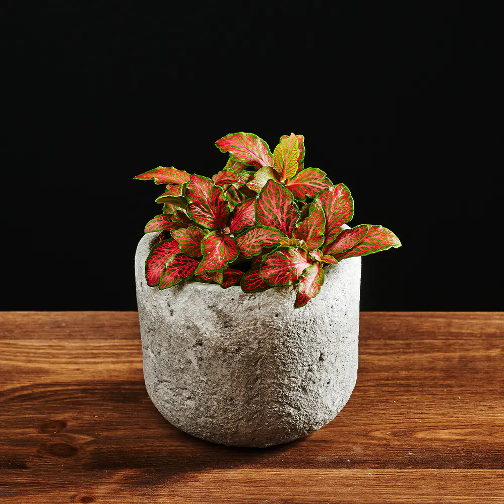 Fittonia verschaffeltii - Fitonia