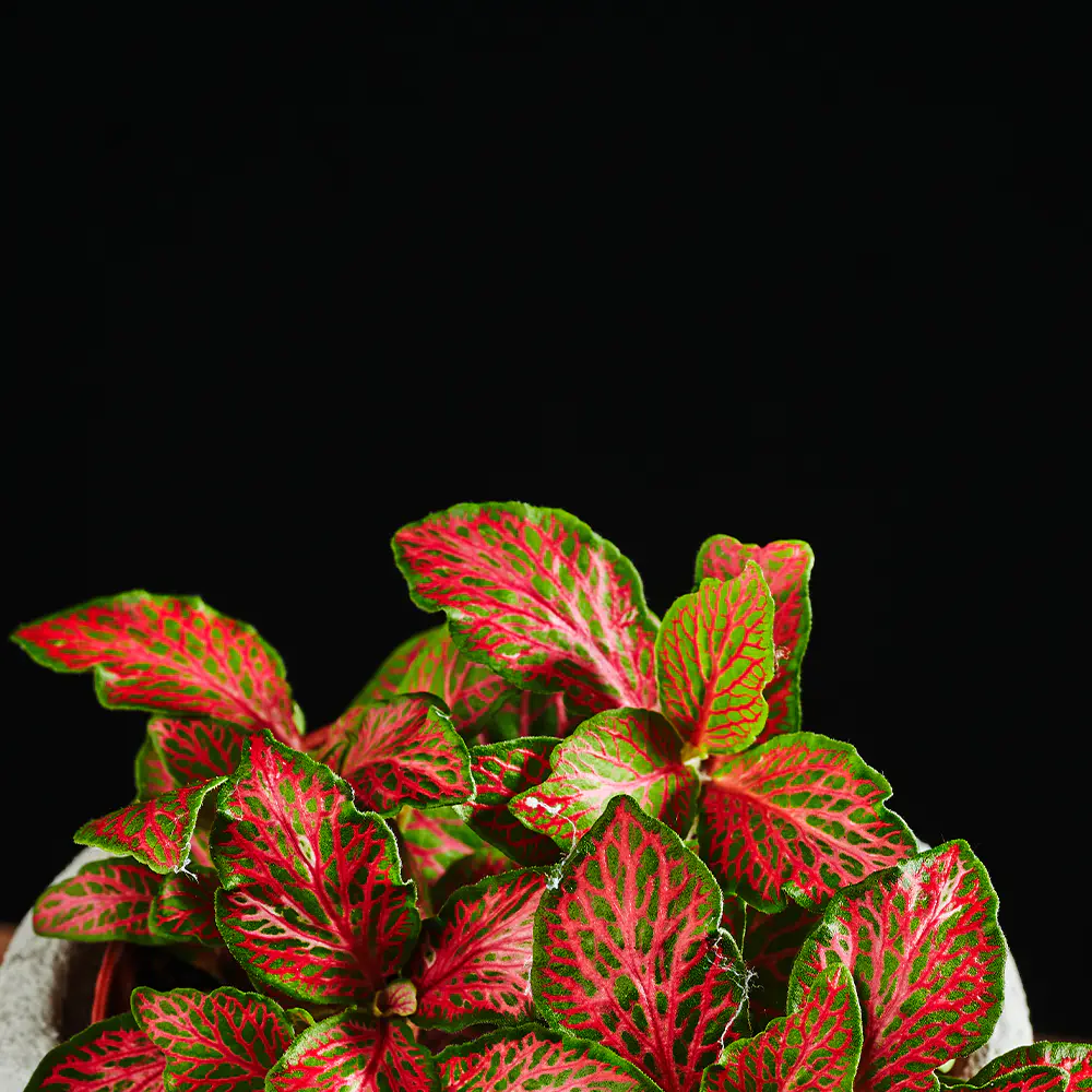 Fittonia verschaffeltii - Fitonia