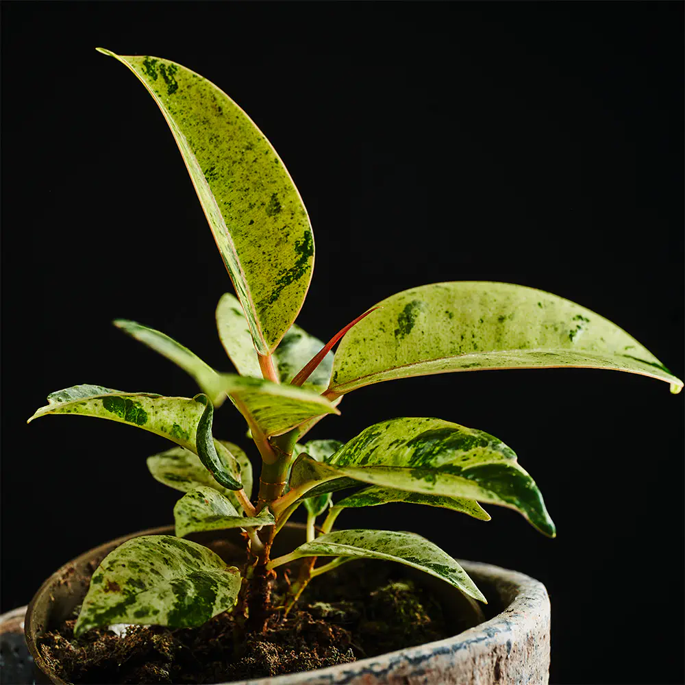 Flora K Flora