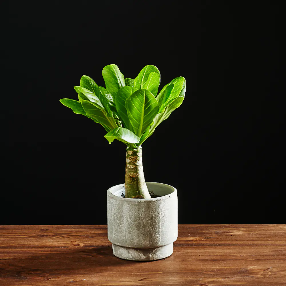 Flora K Flora