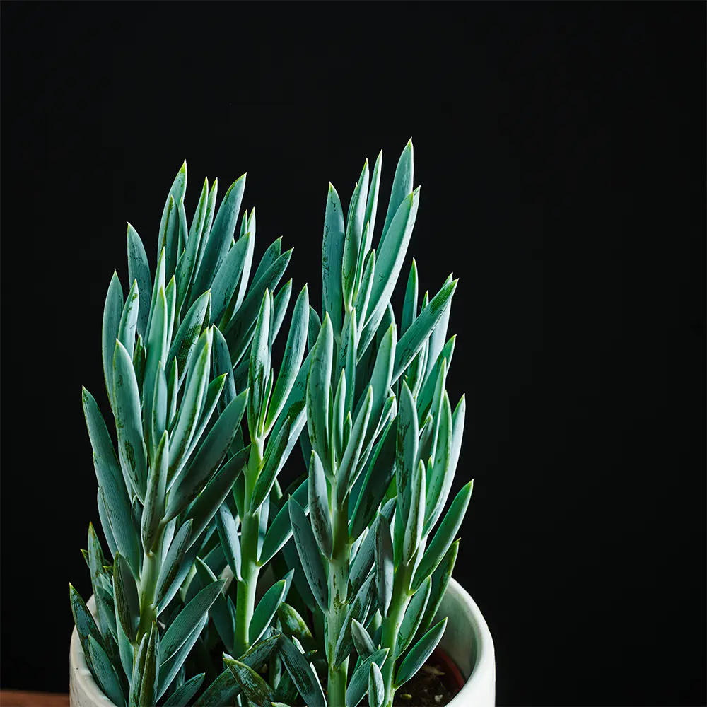 Flora K Flora