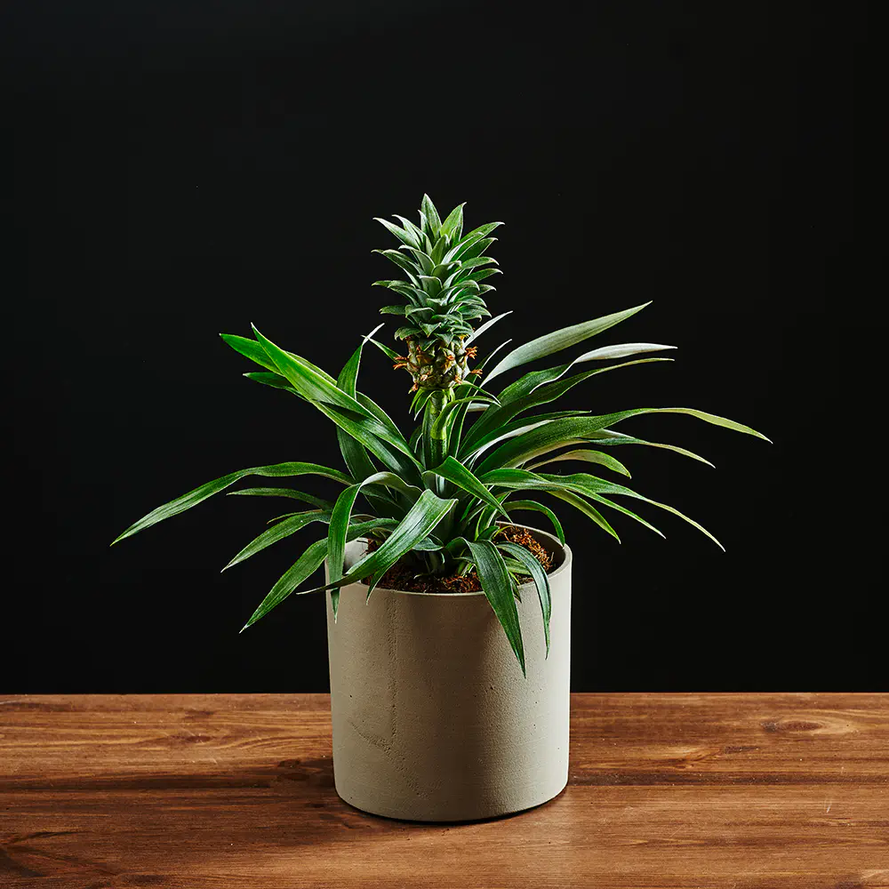 Flora K Flora