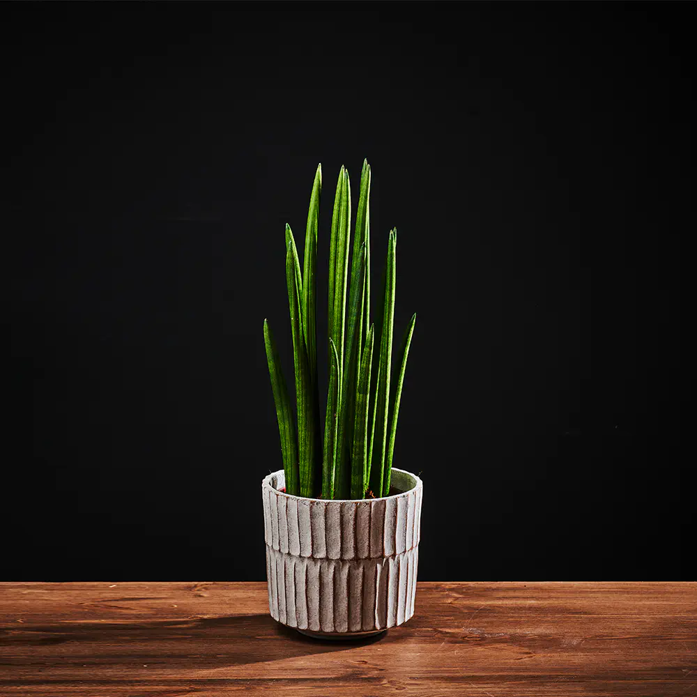 Flora K Flora