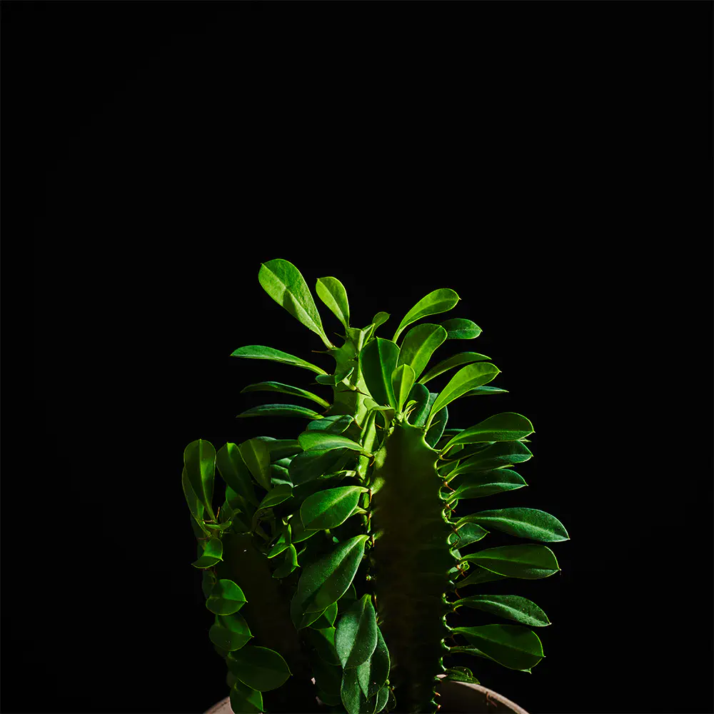 Flora K Flora