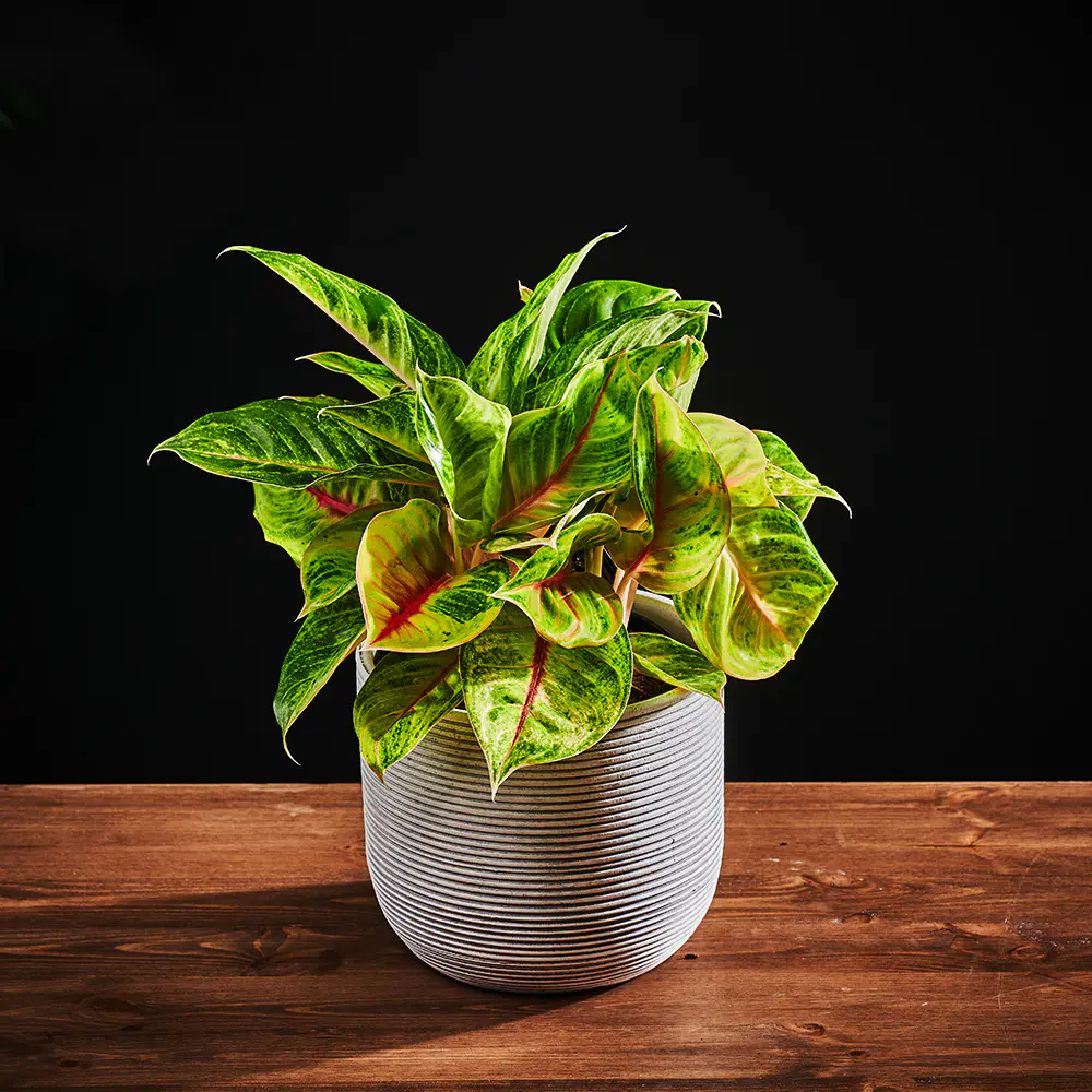 Flora K Flora