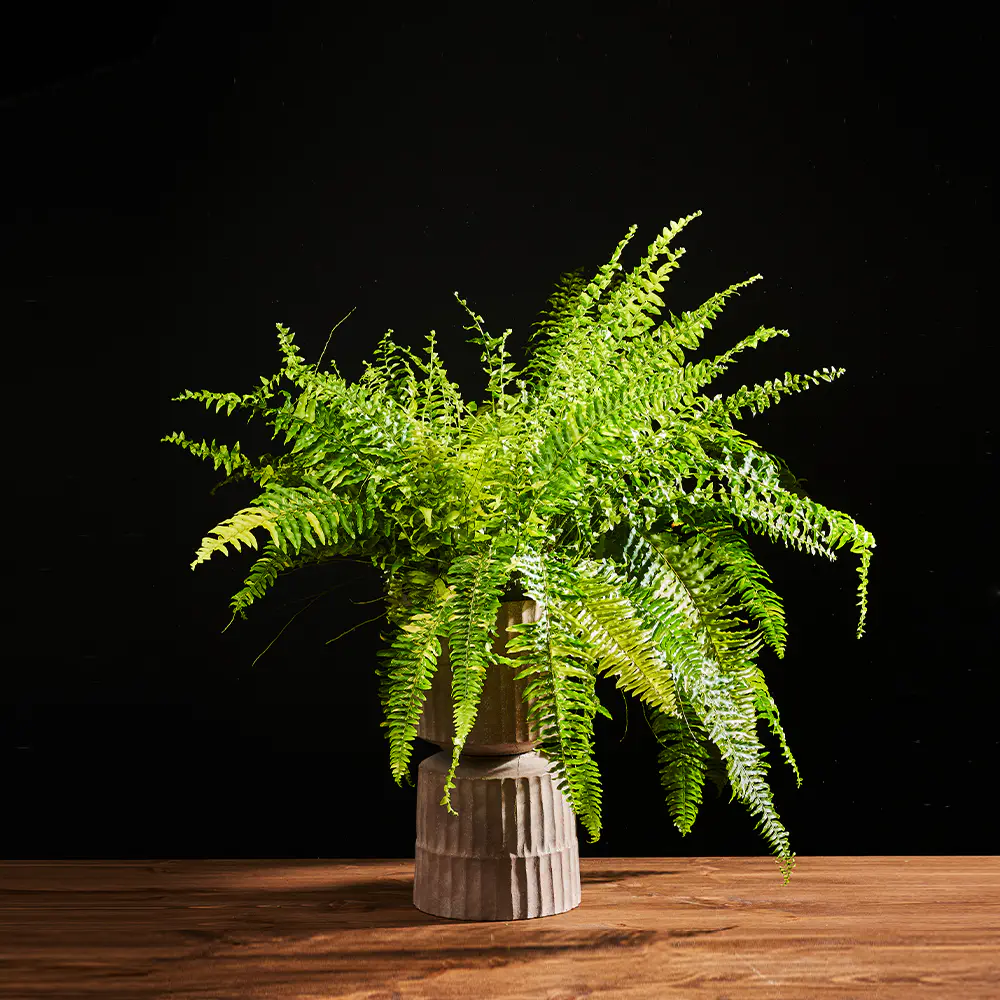Flora K Flora